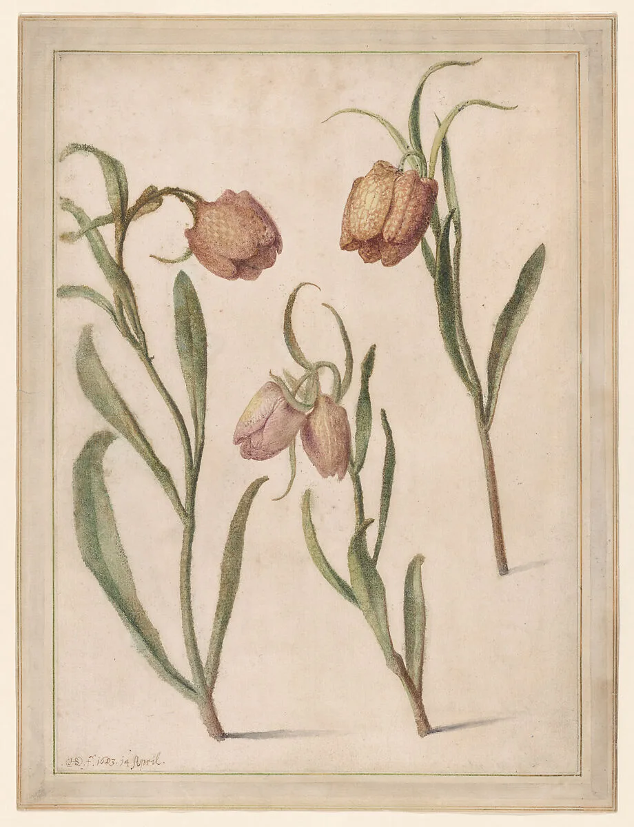 Study of Three Fritillaries — Herman Saftleven II