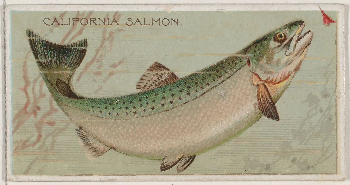 California Salmon, from the series Fishers and Fish (N74) for Duke brand cigarettes — W. Duke, Sons & Co.|Knapp & Company