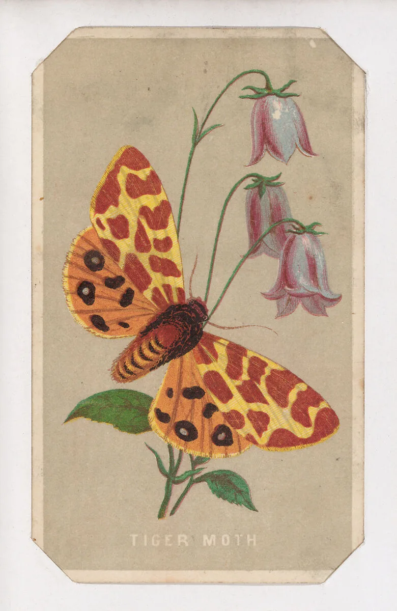 Tiger Moth card from the Butterflies and Moths of America series — Louis Prang & Co.