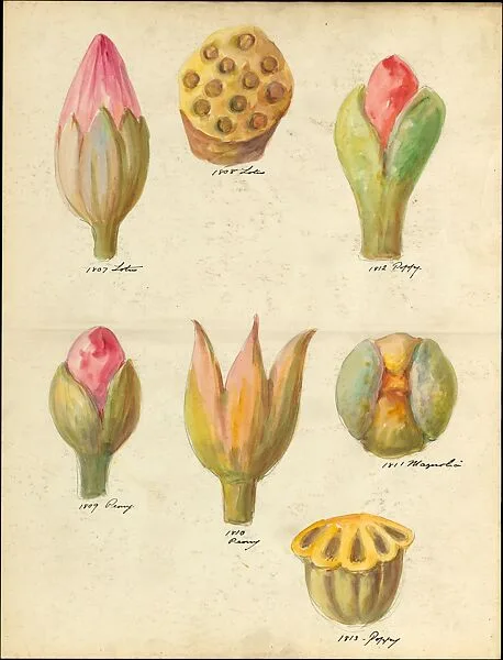 Design drawing of flower buds and seedpods of floral capitals from loggia, Laurelton Hall — Lenox, Incorporated
