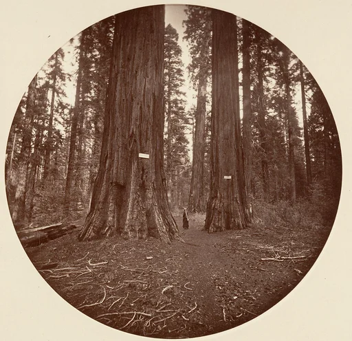 [Trees in Calaveras Grove]
