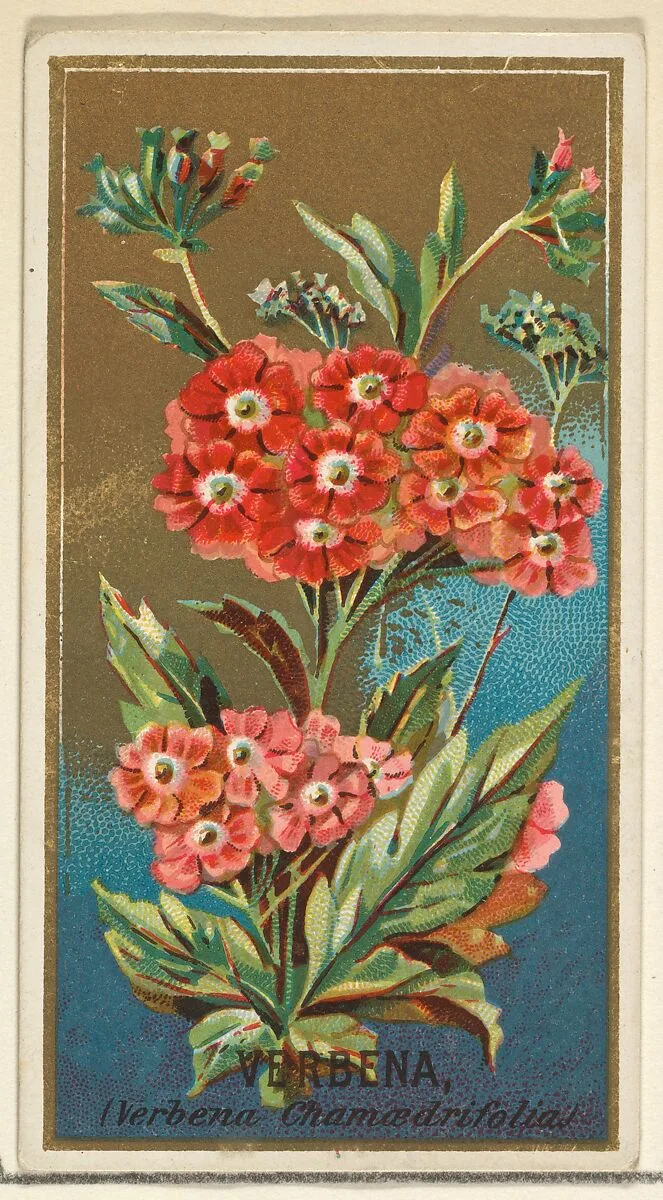 Verbena (Verbena chamaedrifolia), from the Flowers series for Old Judge Cigarettes — Goodwin & Company|George S. Harris & Sons