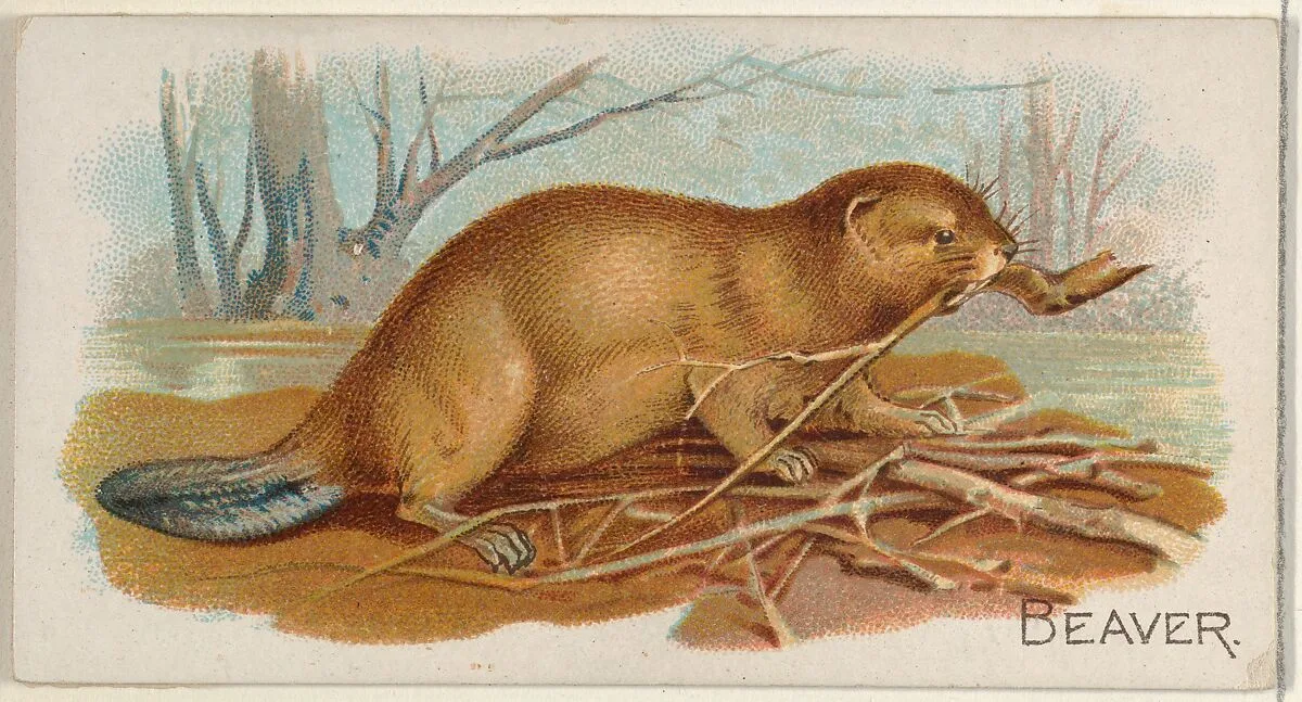 Beaver, from the Quadrupeds series (N21) for Allen & Ginter Cigarettes — Allen & Ginter|Lindner, Eddy & Claus