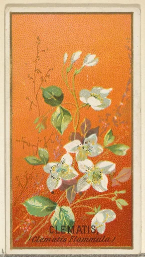 Clemantis (Clemantis Flammula), from the Flowers series for Old Judge Cigarettes