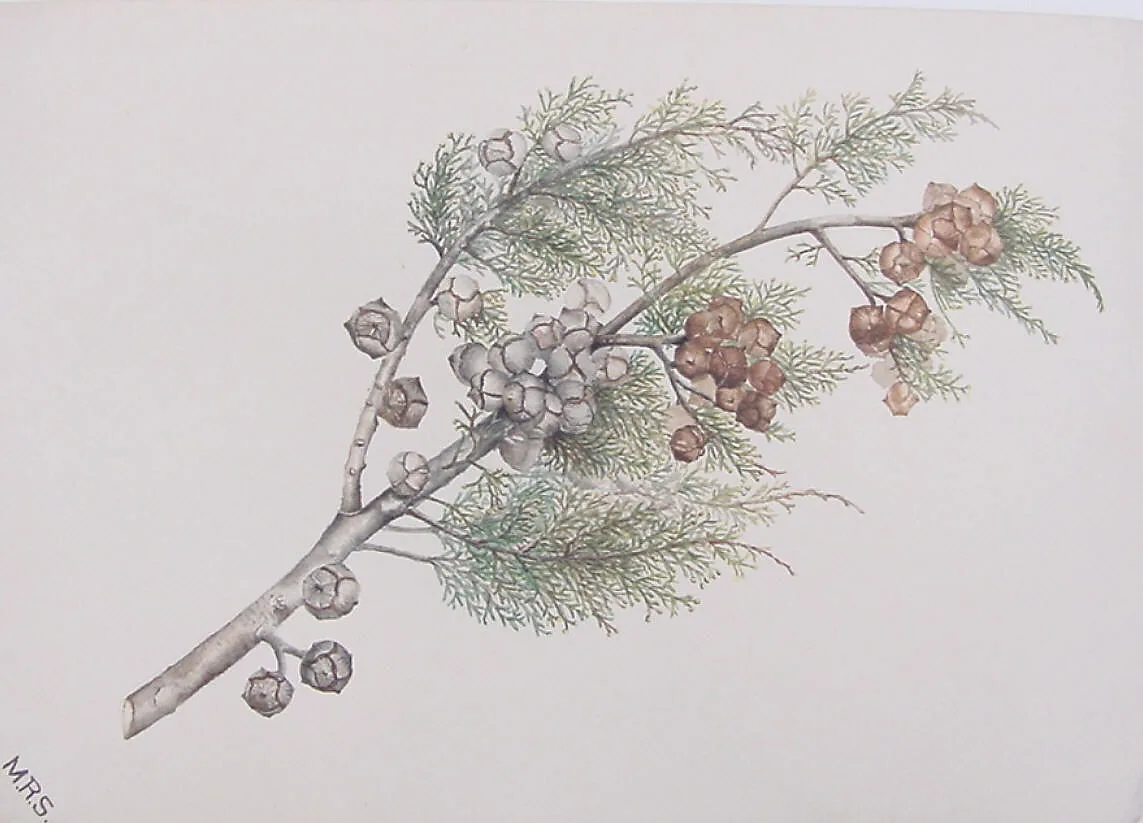 Cypress Bough — Mary Russell Smith
