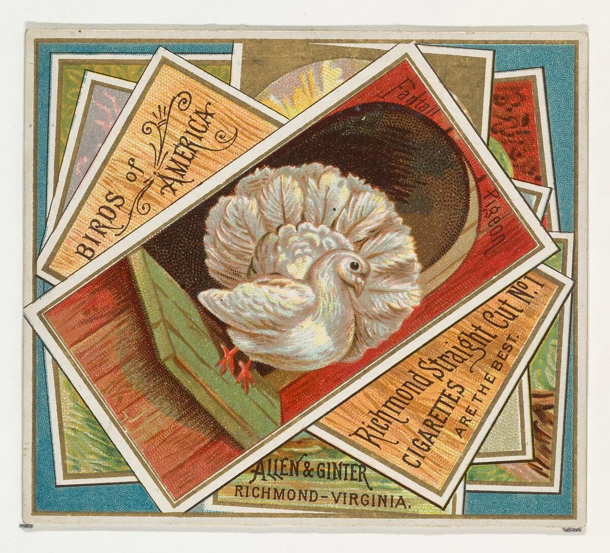 Fantail Pigeon, from the Birds of America series (N37) for Allen & Ginter Cigarettes — Allen & Ginter