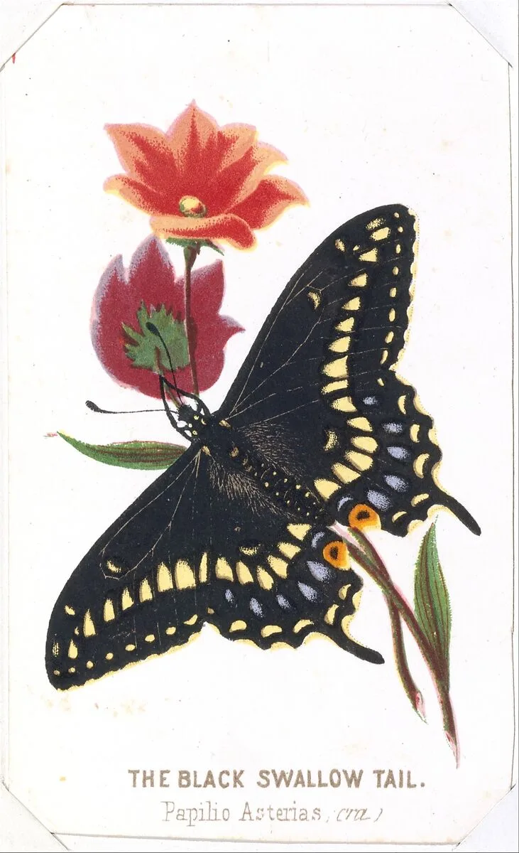 The Black Swallowtail from The Butterflies and Moths of America Part 3 — Louis Prang & Co.