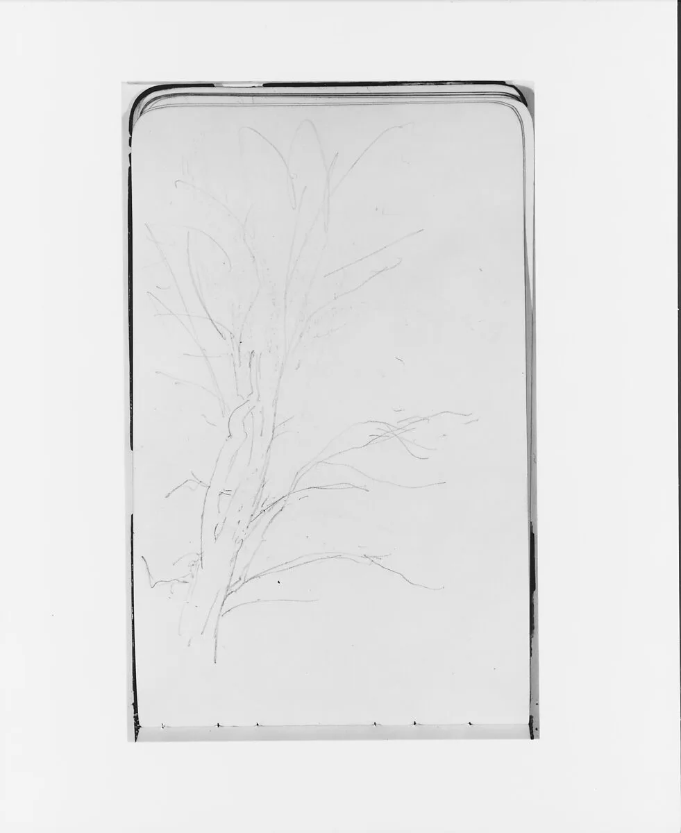 Tree (from Sketchbook) — Albert Bierstadt