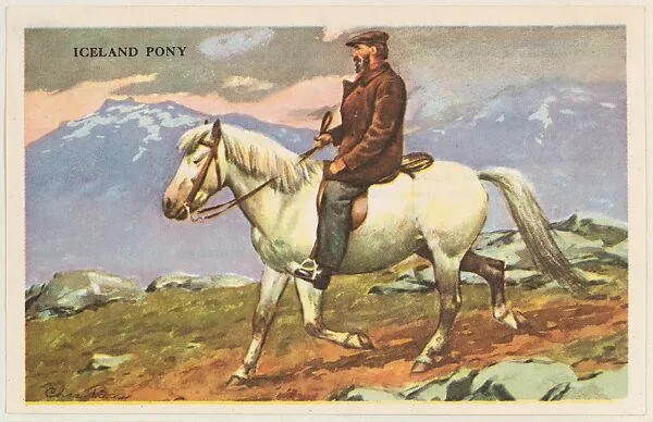Iceland Pony, bakery card from the Horses series (D39-5), issued by the Gordon Bread Company — Gordon Bread Company