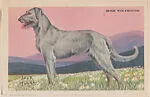 Irish Wolfhound from Our Friend – the Dog Educational Pictures (W608-4) — Unknown