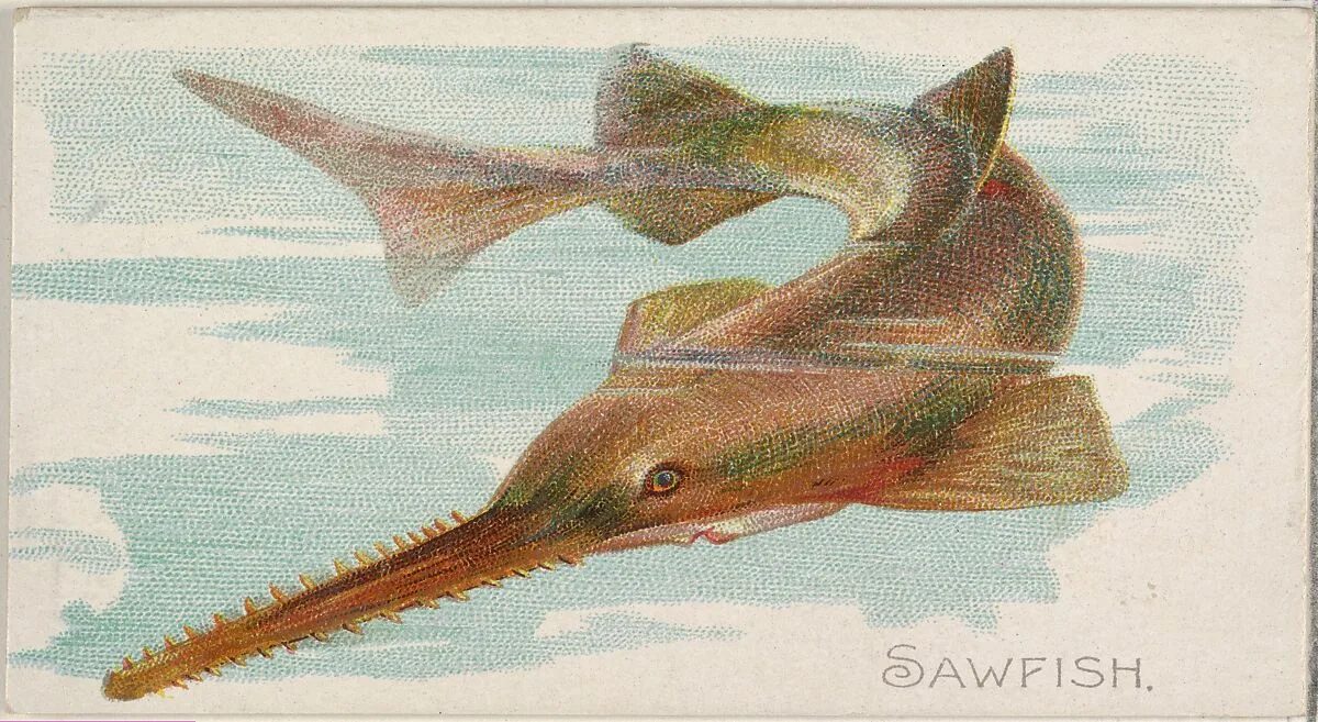Sawfish, from the Fish from American Waters series (N8) for Allen & Ginter Cigarettes Brands — Allen & Ginter|Lindner, Eddy & Claus