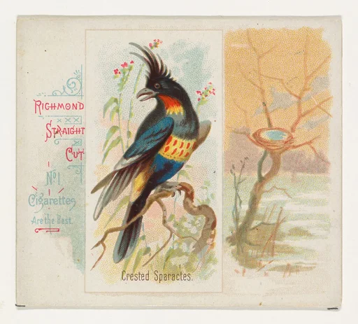 Crested Sparactes, from the Song Birds of the World series (N42) for Allen & Ginter Cigarettes