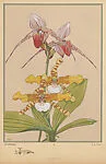Orchidées (Orchids), pl. 28 — A. Calavas|Emile-Allain Séguy