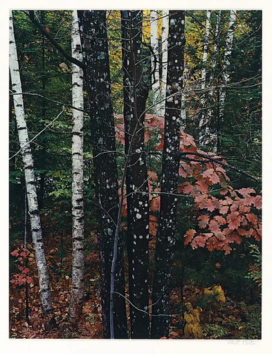 Maple and Birch Trunks and Oak Leaves, Passaconaway Road, New Hampshire