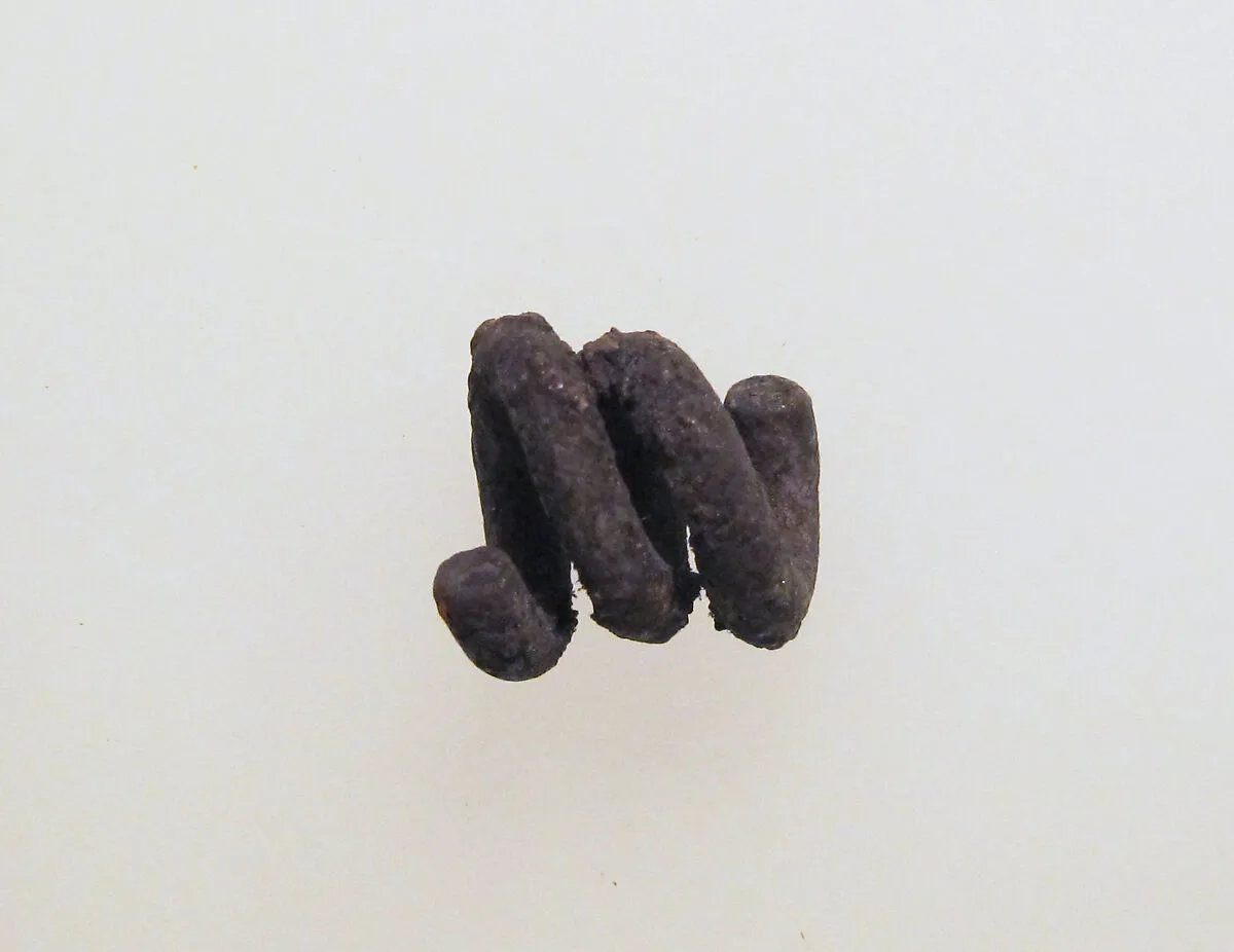 Earring or spiral — Unknown