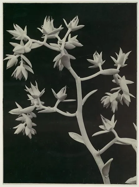 Echeveria Gibbiflora var. Melia Ilica — Albert Renger-Patzsch