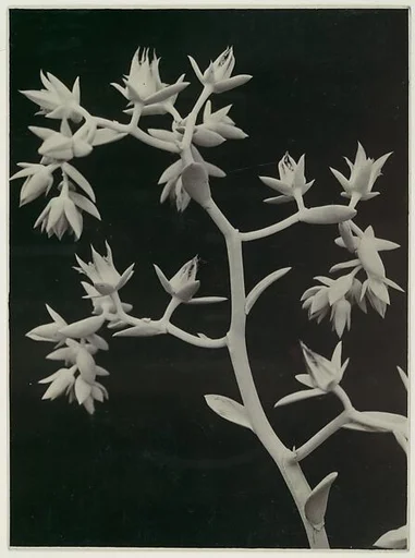 Echeveria Gibbiflora var. Melia Ilica