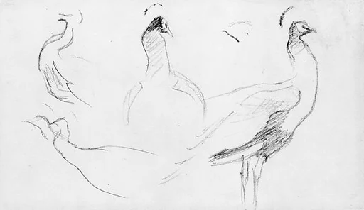 Peacocks