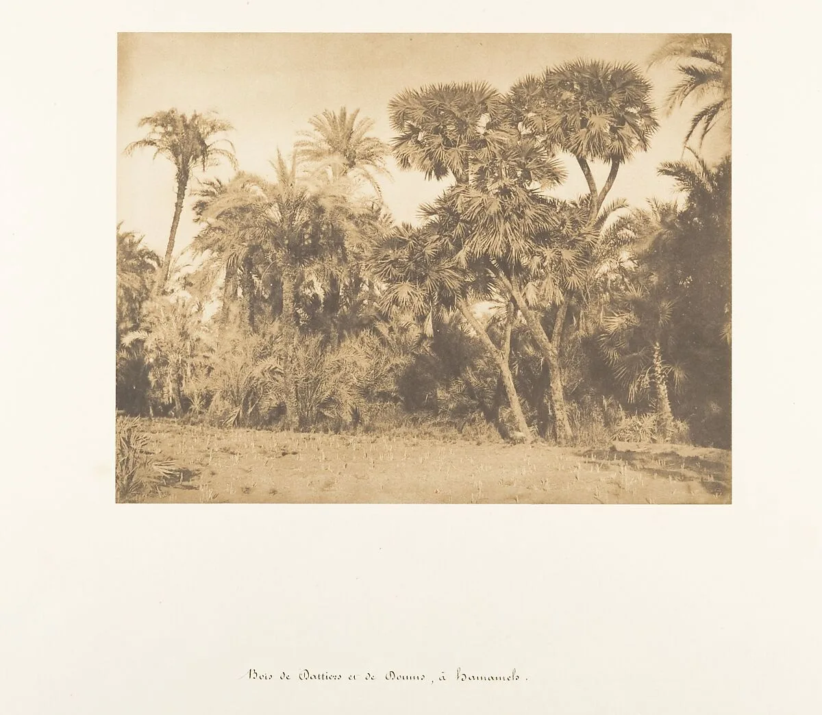 Bois de Dattiers et de Doums, à Hamarneh — Maxime Du Camp