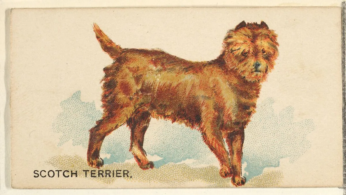 Scotch Terrier, from the Dogs of the World series for Old Judge Cigarettes — Goodwin & Company