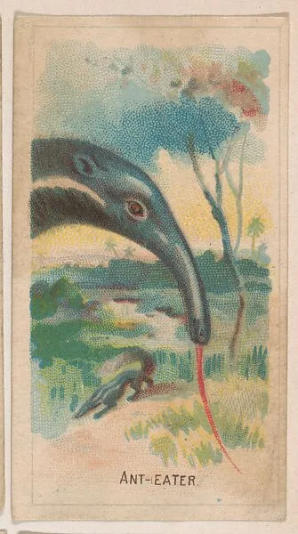 Ant-Eater, collector card from the Animal Pictures series (D8), issued by the Weber Baking Company to promote Onist Milk and Pullman Bread — Weber Baking Company