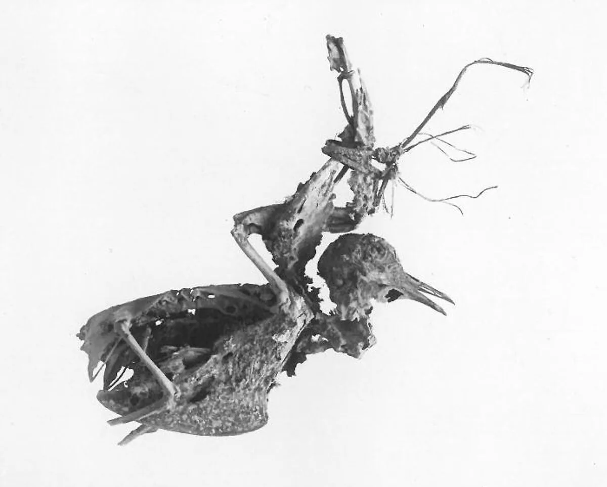 Pigeon Bones — Unknown