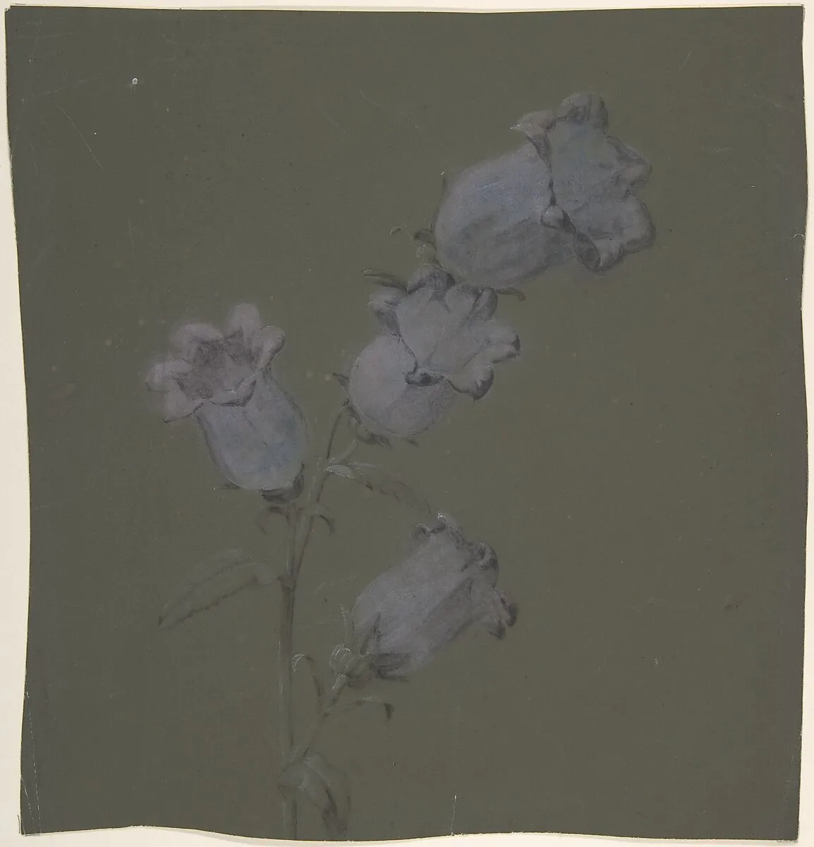 Spray of Canterbury Bells — Antoine Berjon