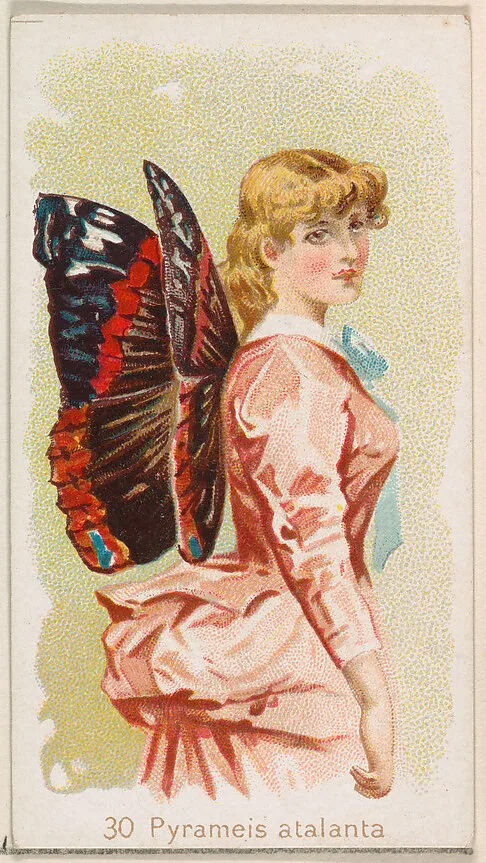 Card 30, Pyrameis Atalanta, from the Butterflies series (N183) issued by Wm. S. Kimball & Co. — Julius Bien|William S. Kimball & Company