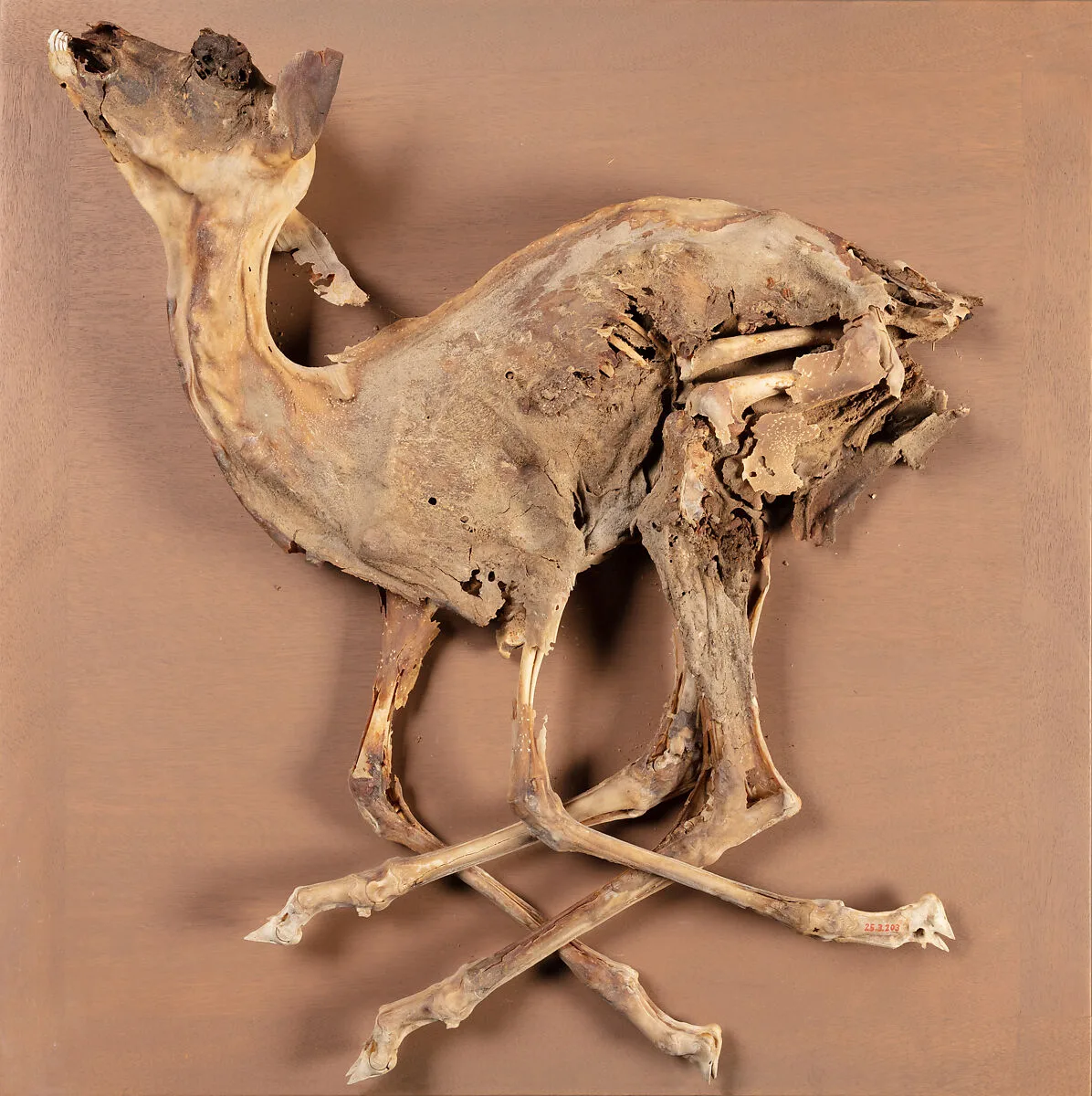 Gazelle of Ankhshepenwepet — Unknown