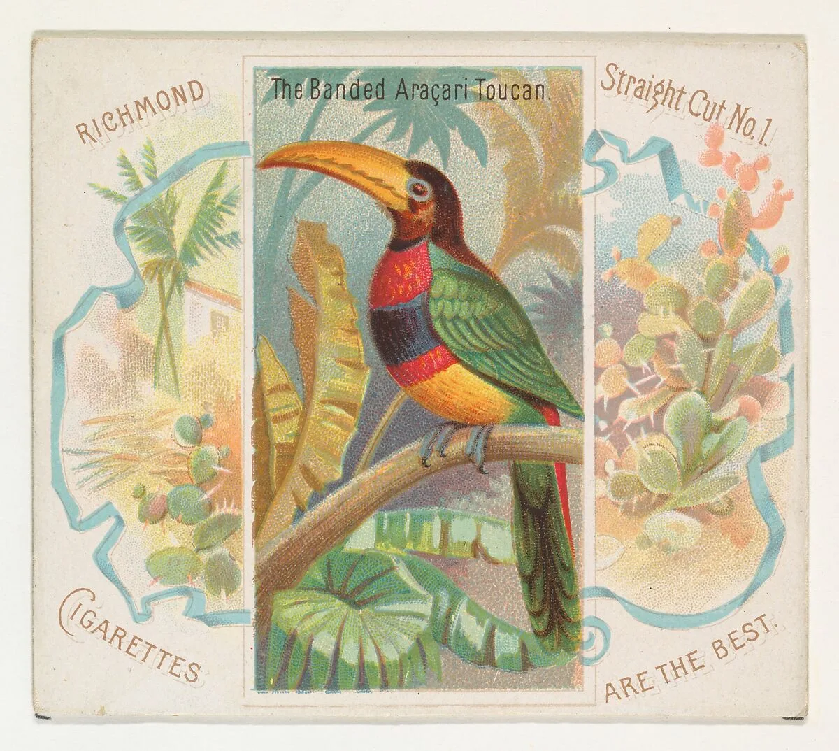 The Banded Aracari Toucan, from Birds of the Tropics series (N38) for Allen & Ginter Cigarettes — Allen & Ginter|George S. Harris & Sons