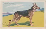 German Shepherd from Our Friend – the Dog Educational Pictures (W608-4) — Unknown