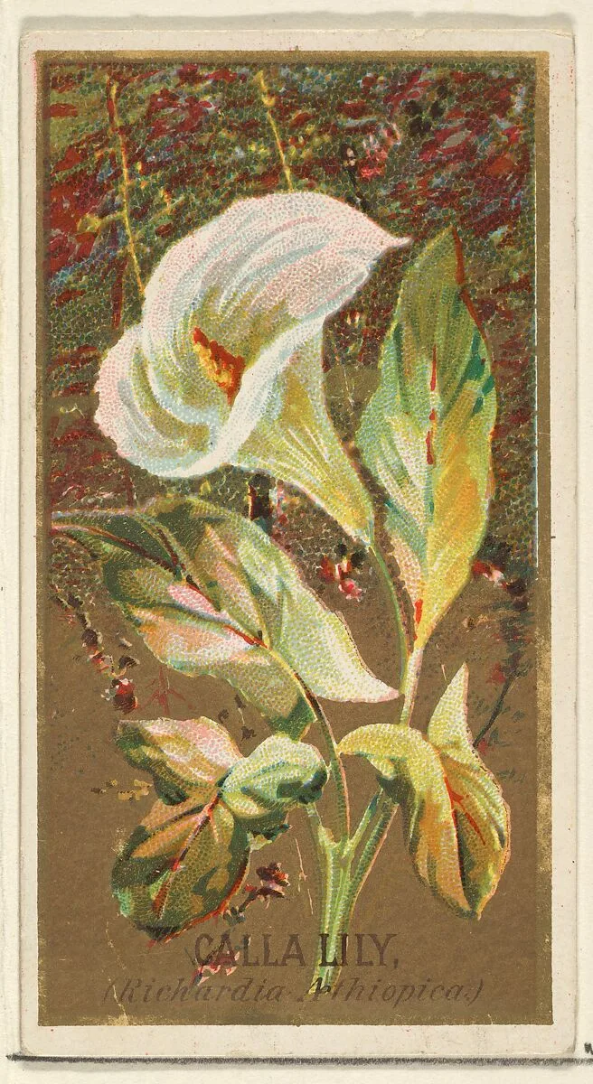 Calla Lily (Richardia Nethiopica), from the Flowers series for Old Judge Cigarettes — Goodwin & Company|George S. Harris & Sons