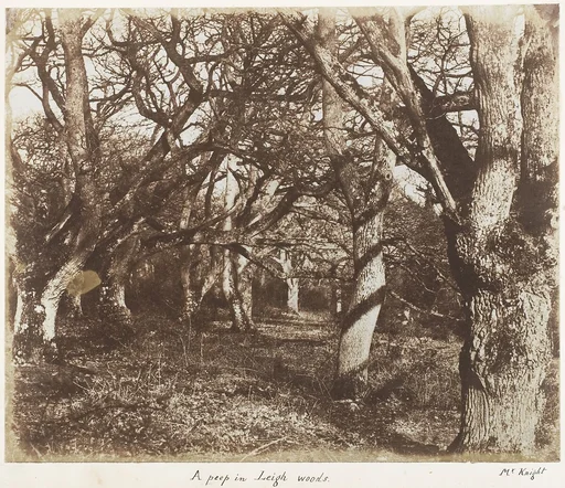 A Peep in Leigh Woods