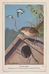House Wren from Summer Birds of Eastern North America, National Audubon Society card (W638) — Unknown