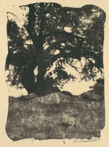 Oak, Mission Ridge, Santa Barbara, California