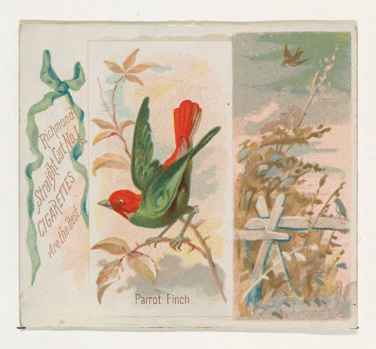 Parrot Finch, from the Song Birds of the World series (N42) for Allen & Ginter Cigarettes — Allen & Ginter|George S. Harris & Sons