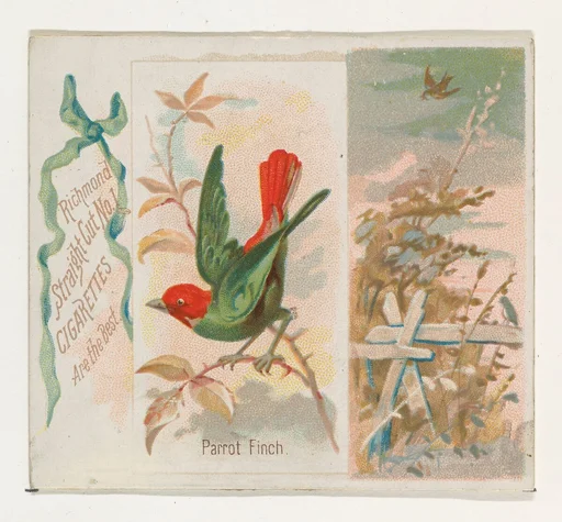 Parrot Finch, from the Song Birds of the World series (N42) for Allen & Ginter Cigarettes
