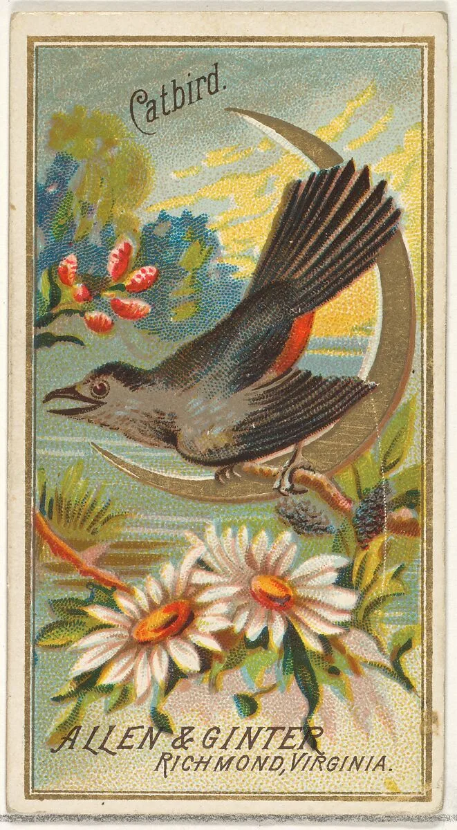 Catbird, from the Birds of America series (N4) for Allen & Ginter Cigarettes Brands — Allen & Ginter