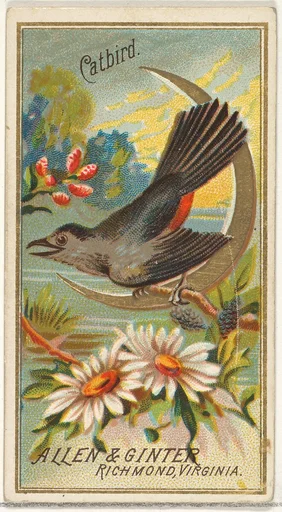 Catbird, from the Birds of America series (N4) for Allen & Ginter Cigarettes Brands