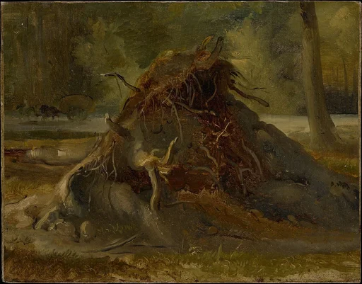 Study of the Roots of a Fallen Tree