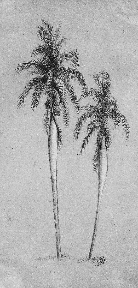Two Palm Trees — Elihu Vedder