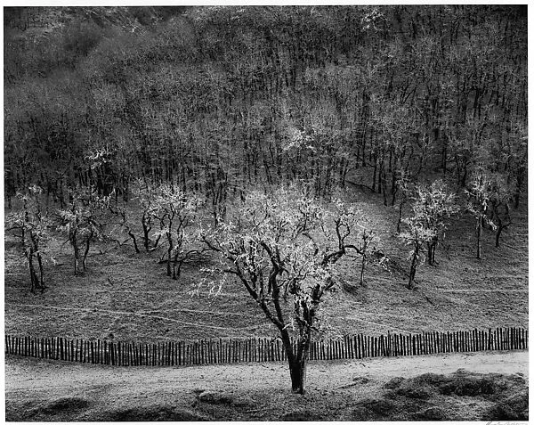 Oak Tree, Rain, Sonoma County Hills, California — Ansel Easton Adams