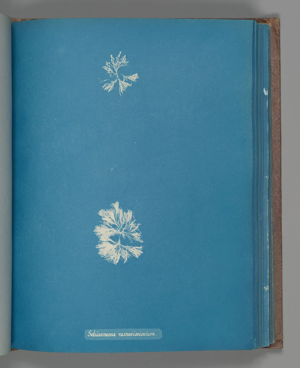 Schizonema ramosissimium — Anna Atkins