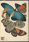 Papillons, Pl. 11 — Emile-Allain Séguy|Tolmer Editeur