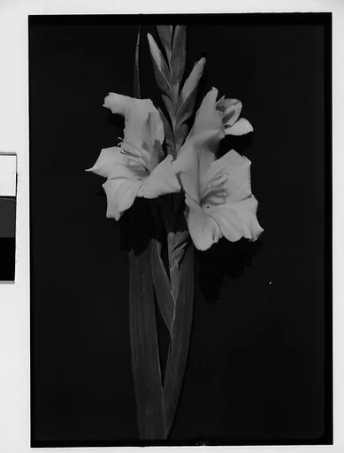 [Gladiola in Front of Backdrop, Darien, Connecticut]