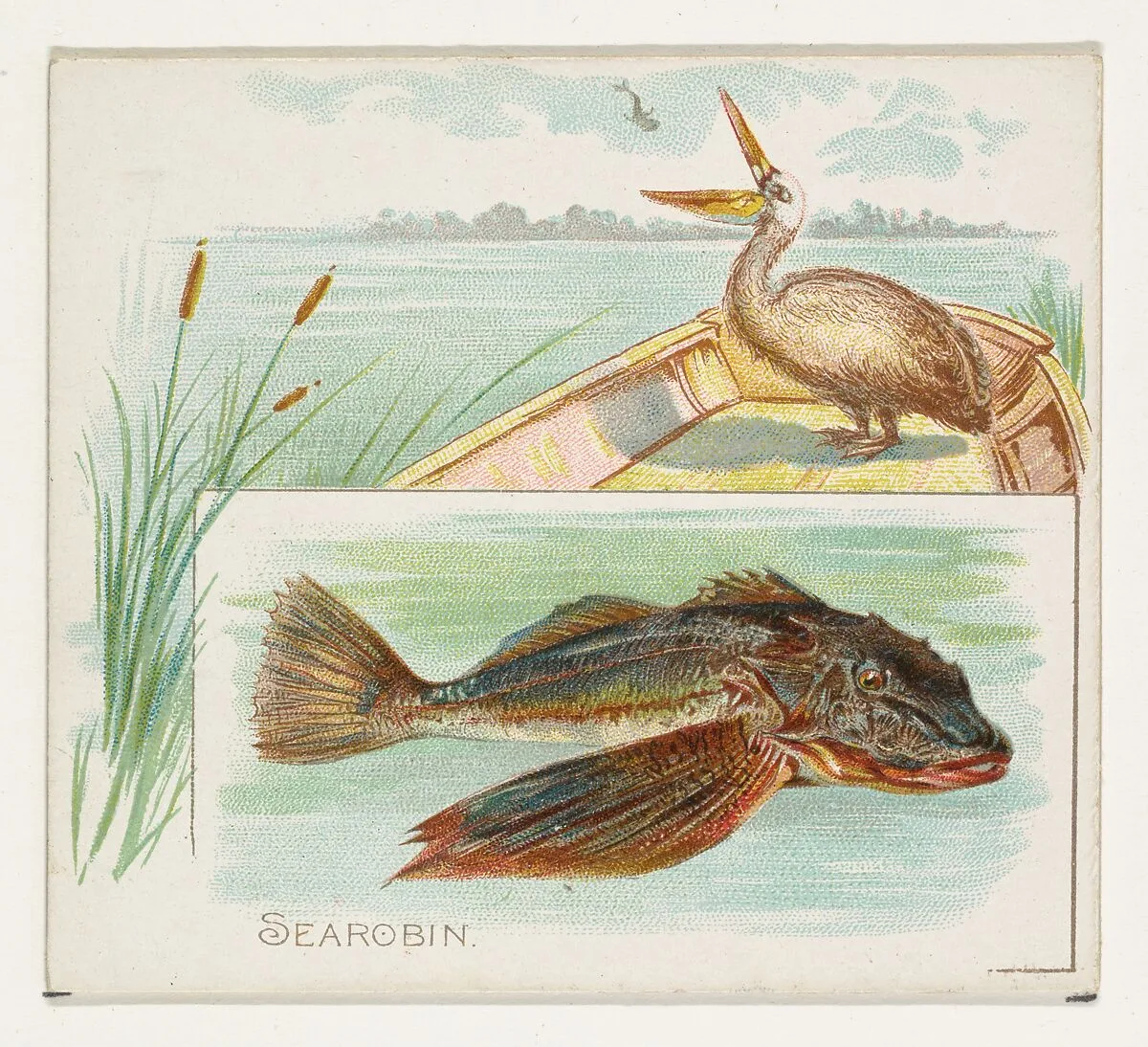 Searobin, from Fish from American Waters series (N39) for Allen & Ginter Cigarettes — Lindner, Eddy & Claus|Allen & Ginter