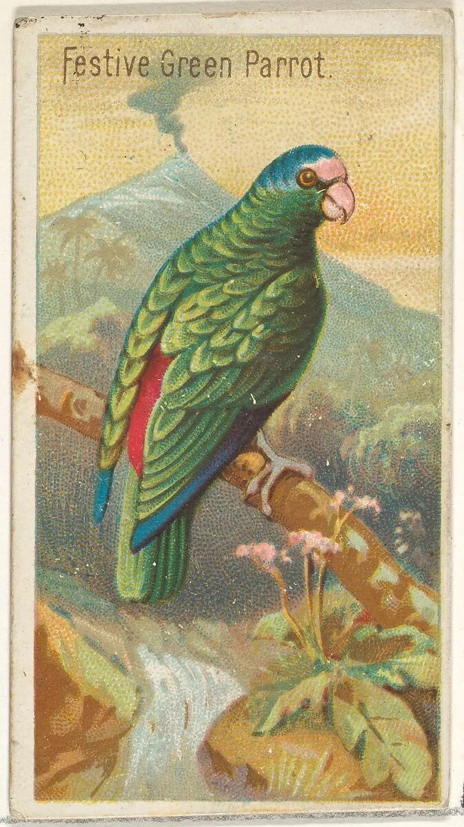 Festive Green Parrot, from the Birds of the Tropics series (N5) for Allen & Ginter Cigarettes Brands — Allen & Ginter|George S. Harris & Sons