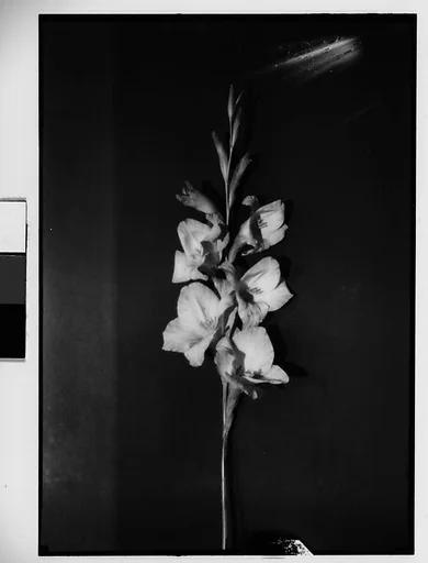 [Gladiola in Front of Backdrop, Darien, Connecticut]