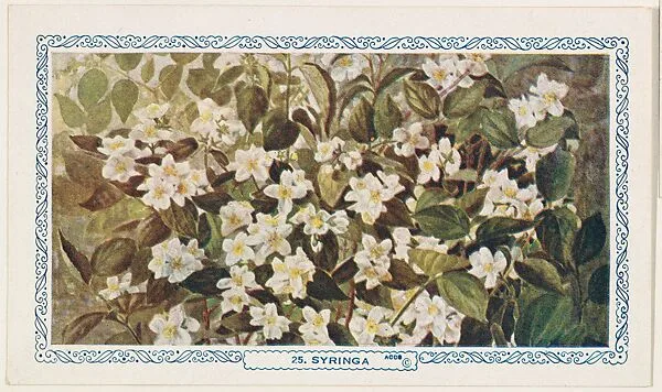 25. Syringa, bakery insert card from the Flower Pictures series (D36), issued by the Freihofer Baking Company — Freihofer Baking Company