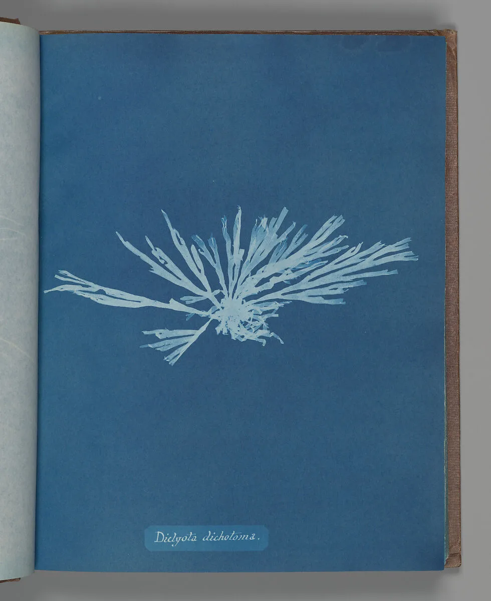 Dictyota dichotoma — Anna Atkins